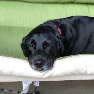 Meet your Posher, Delcie